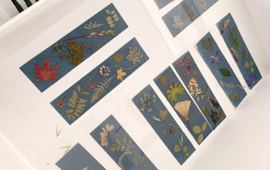 Cyanotypes à la médiathèque de Vanves